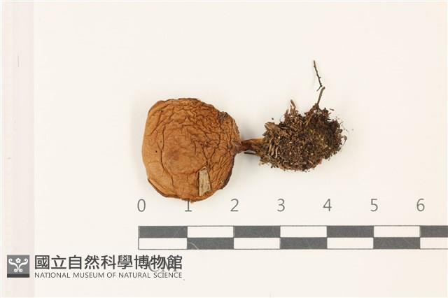 登錄號:F0037484藏品圖，第1張
