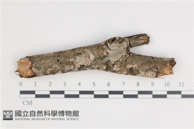 登錄號:F0035484藏品圖，第1張
