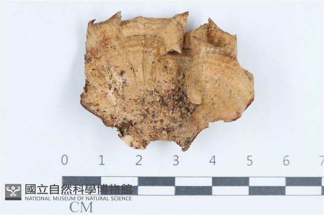 登錄號:F0038784藏品圖，第1張