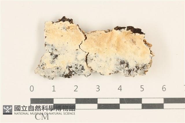 登錄號:F0036784藏品圖，第1張