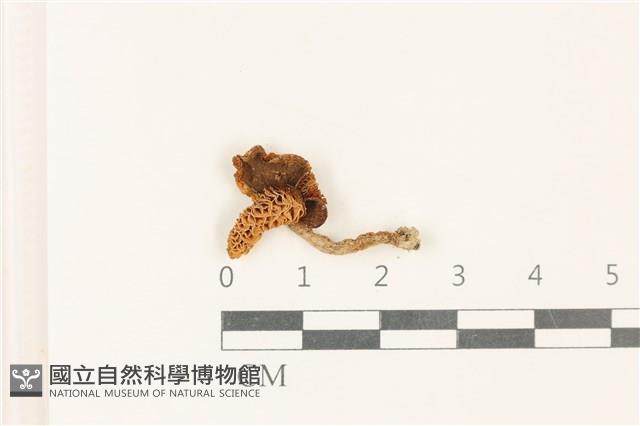 登錄號:F0037784藏品圖，第1張