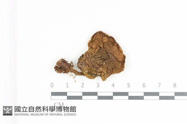 登錄號:F0035784藏品圖，第1張