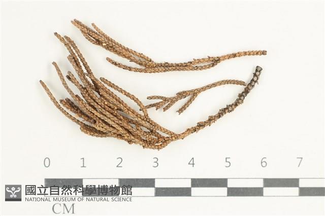 登錄號:F0038584藏品圖，第1張