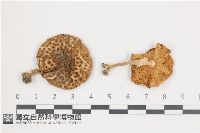 登錄號:F0036584藏品圖，第1張