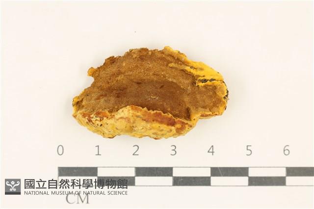 登錄號:F0017584藏品圖，第1張