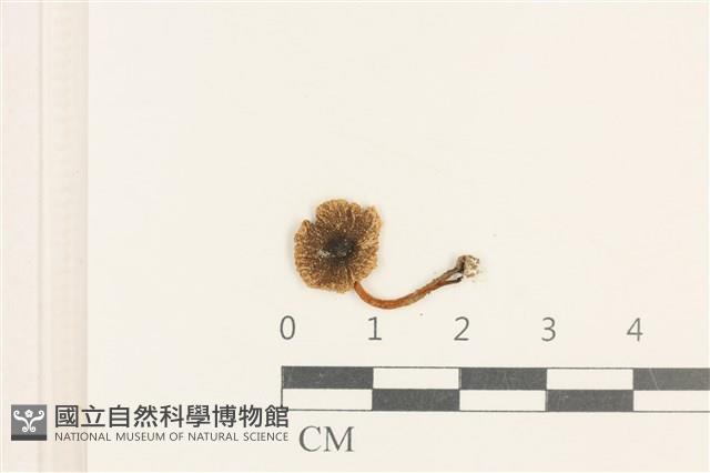 登錄號:F0037584藏品圖，第1張