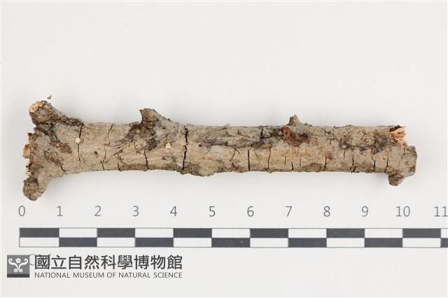 登錄號:F0035584藏品圖，第1張