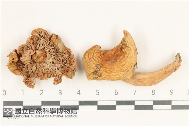 紅菇屬藏品圖，第1張