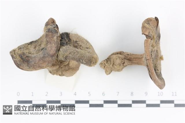 登錄號:F0036184藏品圖，第1張