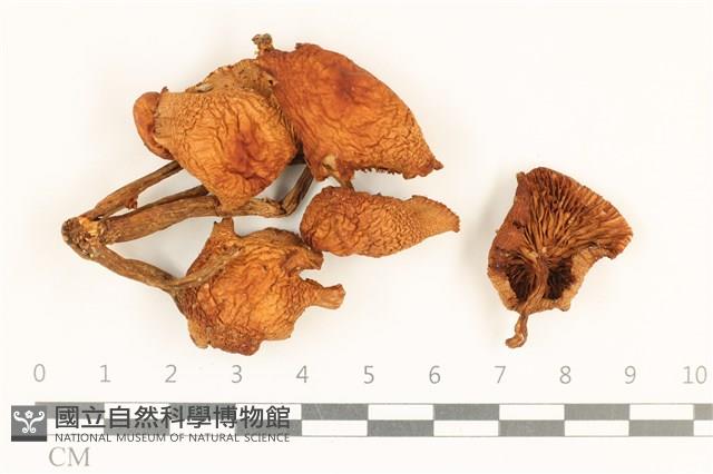 登錄號:F0037184藏品圖，第1張