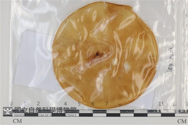 登錄號:F0035184藏品圖，第1張