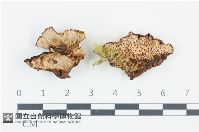登錄號:F0039184藏品圖，第1張