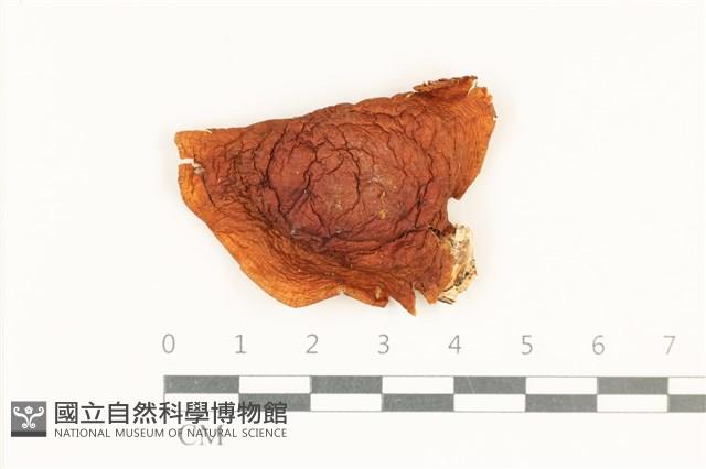 登錄號:F0038084藏品圖，第1張