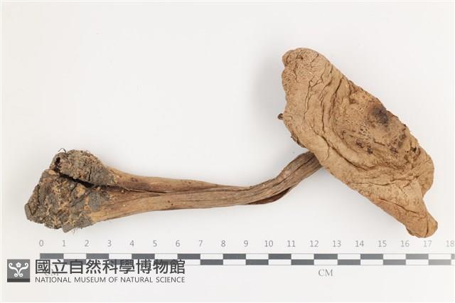 登錄號:F0036084藏品圖，第1張