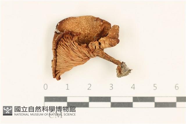 登錄號:F0037084藏品圖，第1張