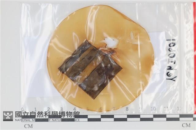 登錄號:F0035084藏品圖，第1張