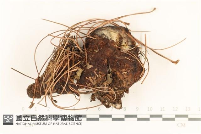 寡孔菌屬藏品圖，第1張