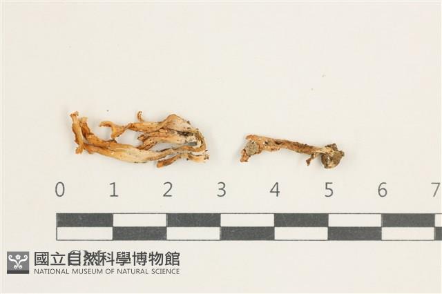 登錄號:F0038384藏品圖，第1張