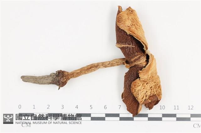 登錄號:F0036384藏品圖，第1張