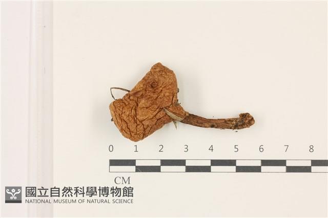 登錄號:F0037384藏品圖，第1張