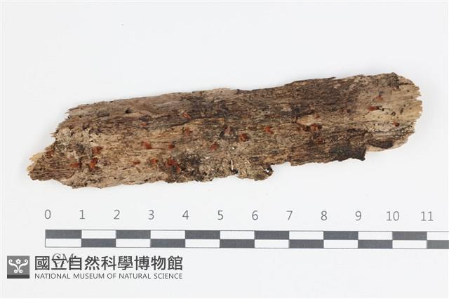登錄號:F0035384藏品圖，第1張