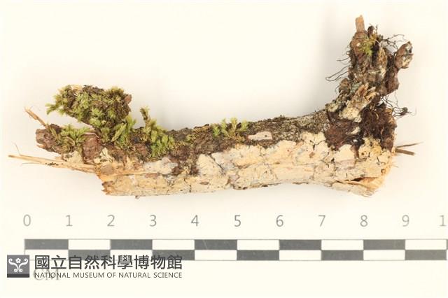 絲齒菌屬藏品圖，第1張