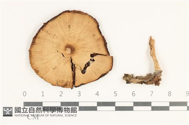 登錄號:F0038234藏品圖，第1張