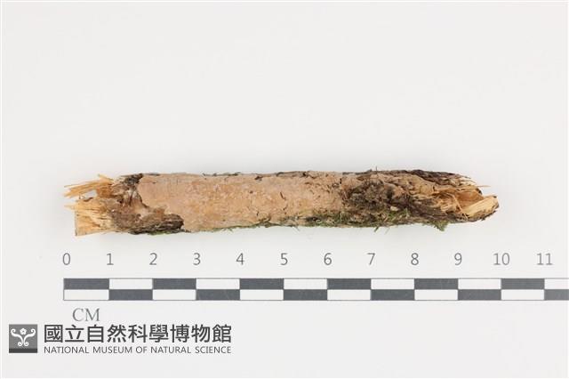 登錄號:F0036234藏品圖，第1張