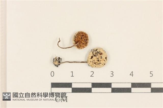 登錄號:F0037234藏品圖，第1張