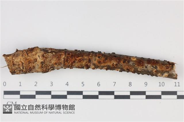 登錄號:F0035234藏品圖，第1張