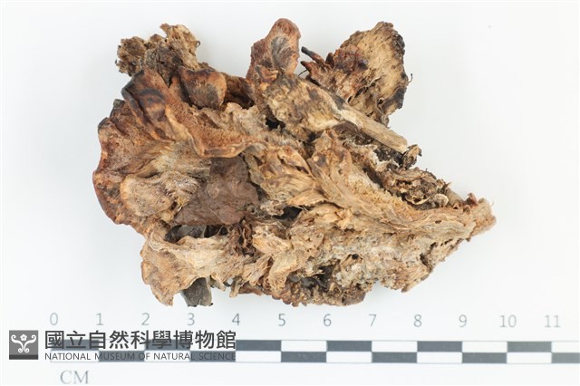 花狀肉齒菌藏品圖，第1張