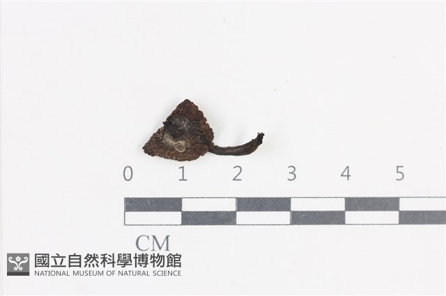 登錄號:F0038834藏品圖，第1張