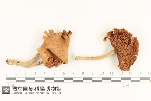 登錄號:F0036834藏品圖，第1張