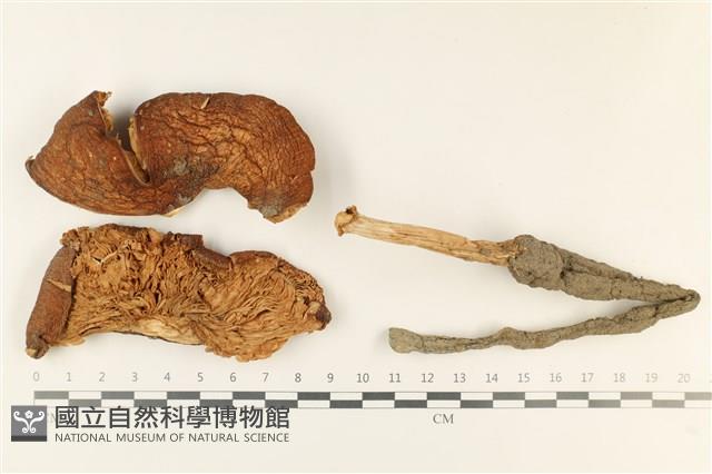 登錄號:F0037834藏品圖，第1張