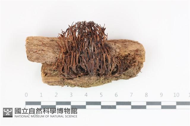 登錄號:F0035834藏品圖，第1張