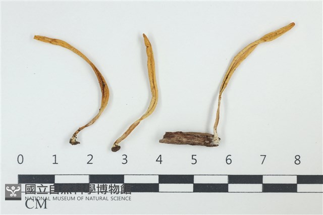登錄號:F0038934藏品圖，第1張