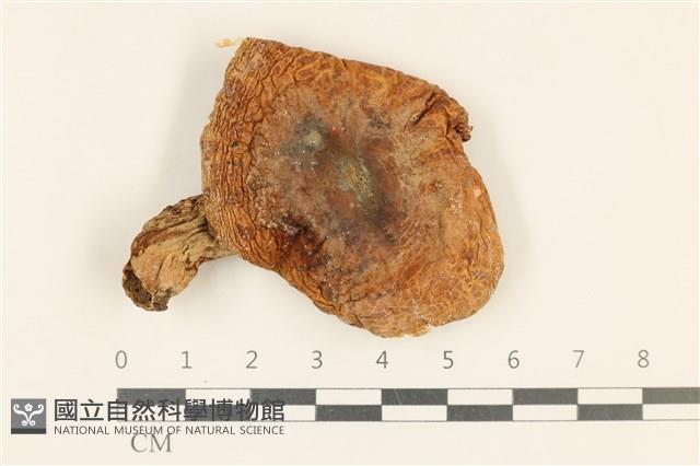 登錄號:F0036934藏品圖，第1張