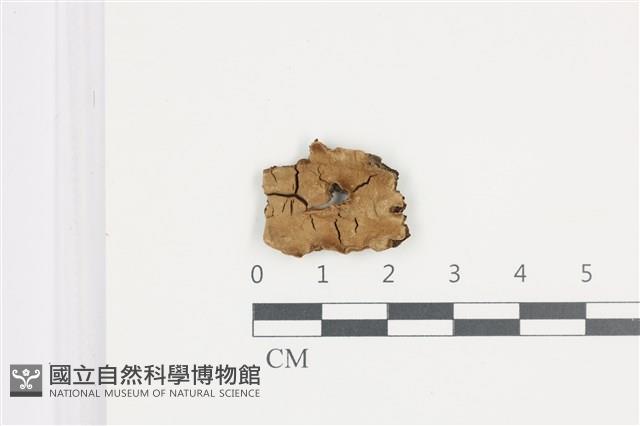 登錄號:F0035934藏品圖，第1張