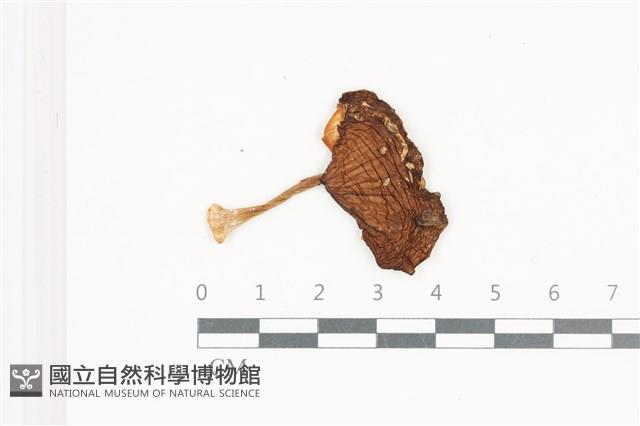 登錄號:F0036634藏品圖，第1張