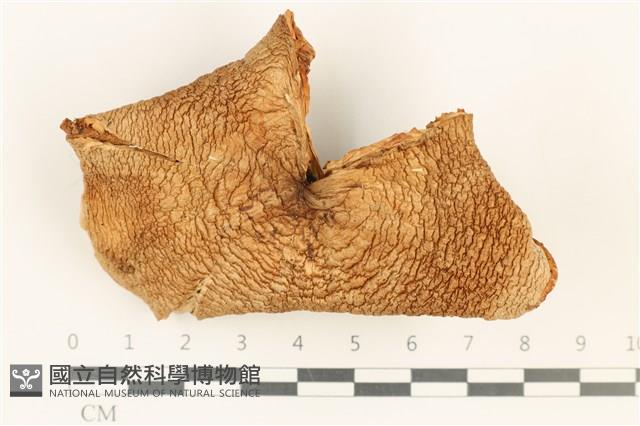 登錄號:F0037634藏品圖，第1張