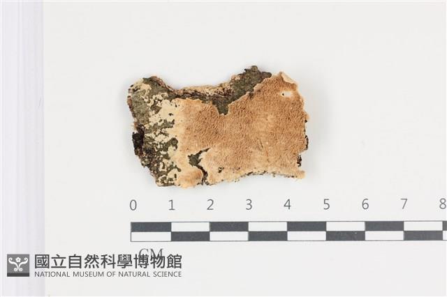登錄號:F0035634藏品圖，第1張