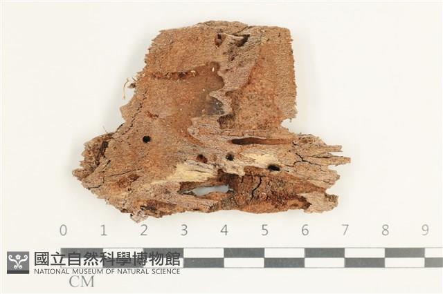 射脈菌屬藏品圖，第1張