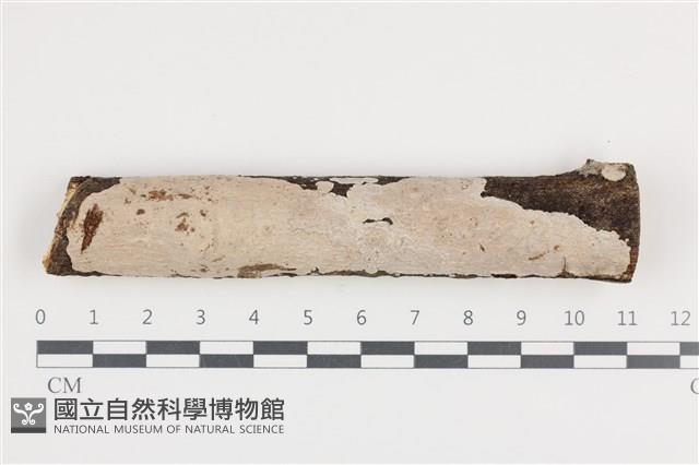 刺皮菌屬藏品圖，第1張