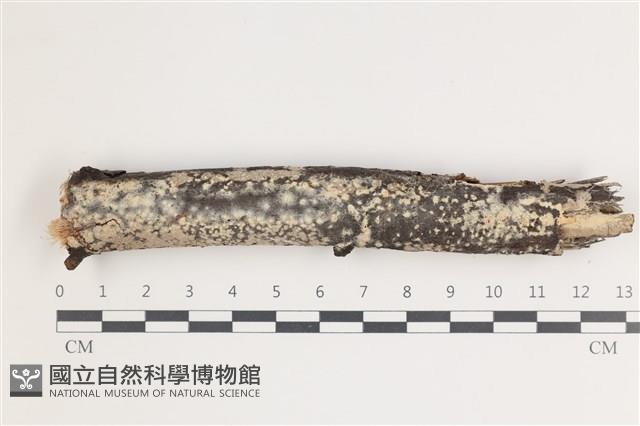 登錄號:F0035434藏品圖，第1張