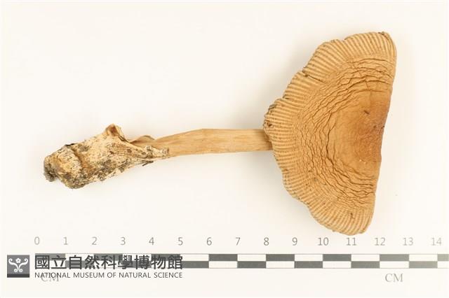登錄號:F0036734藏品圖，第1張