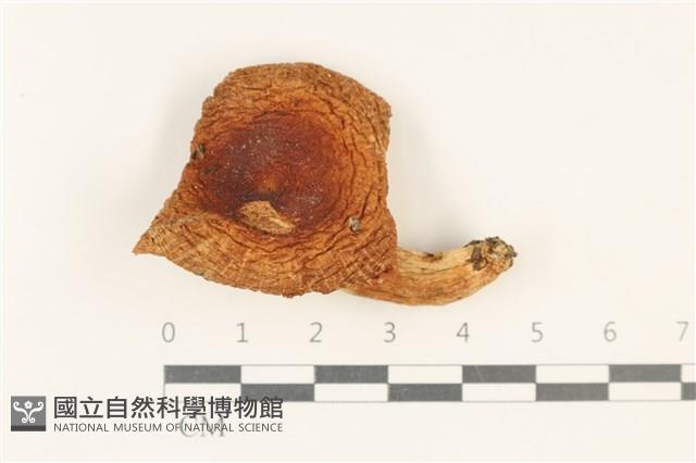 登錄號:F0037734藏品圖，第1張