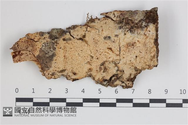 登錄號:F0035734藏品圖，第1張