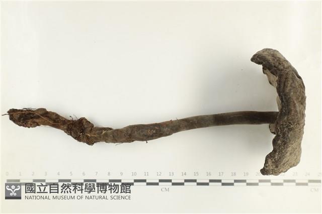 登錄號:F0038534藏品圖，第1張