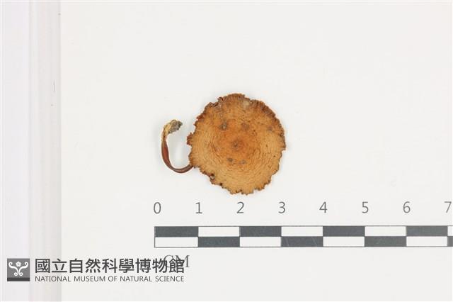 登錄號:F0036534藏品圖，第1張
