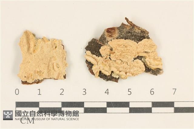 館號:F0017534藏品圖，第1張
